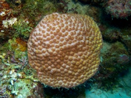 Coral IMG 5763
